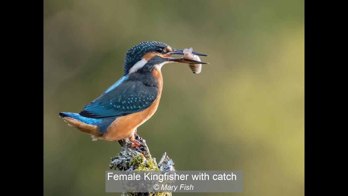 02_Female Kingfisher with catch_Mary Fish